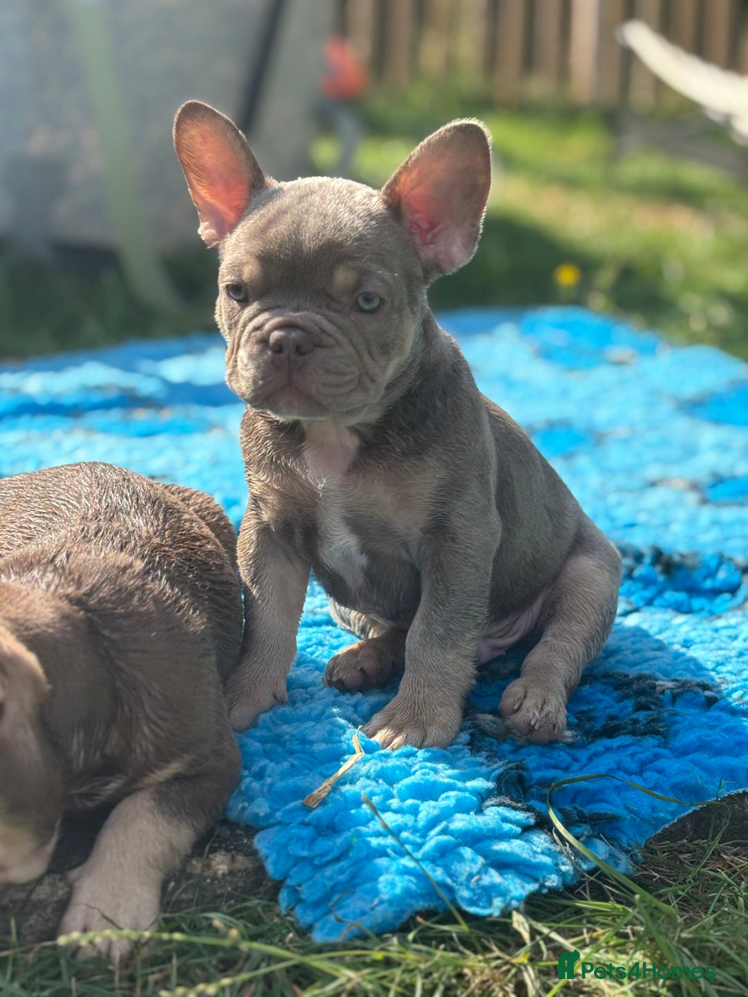 French Bulldog dogs for sale: 11 weeks old Isabella & tan carries fluffy RFG  - Image 11