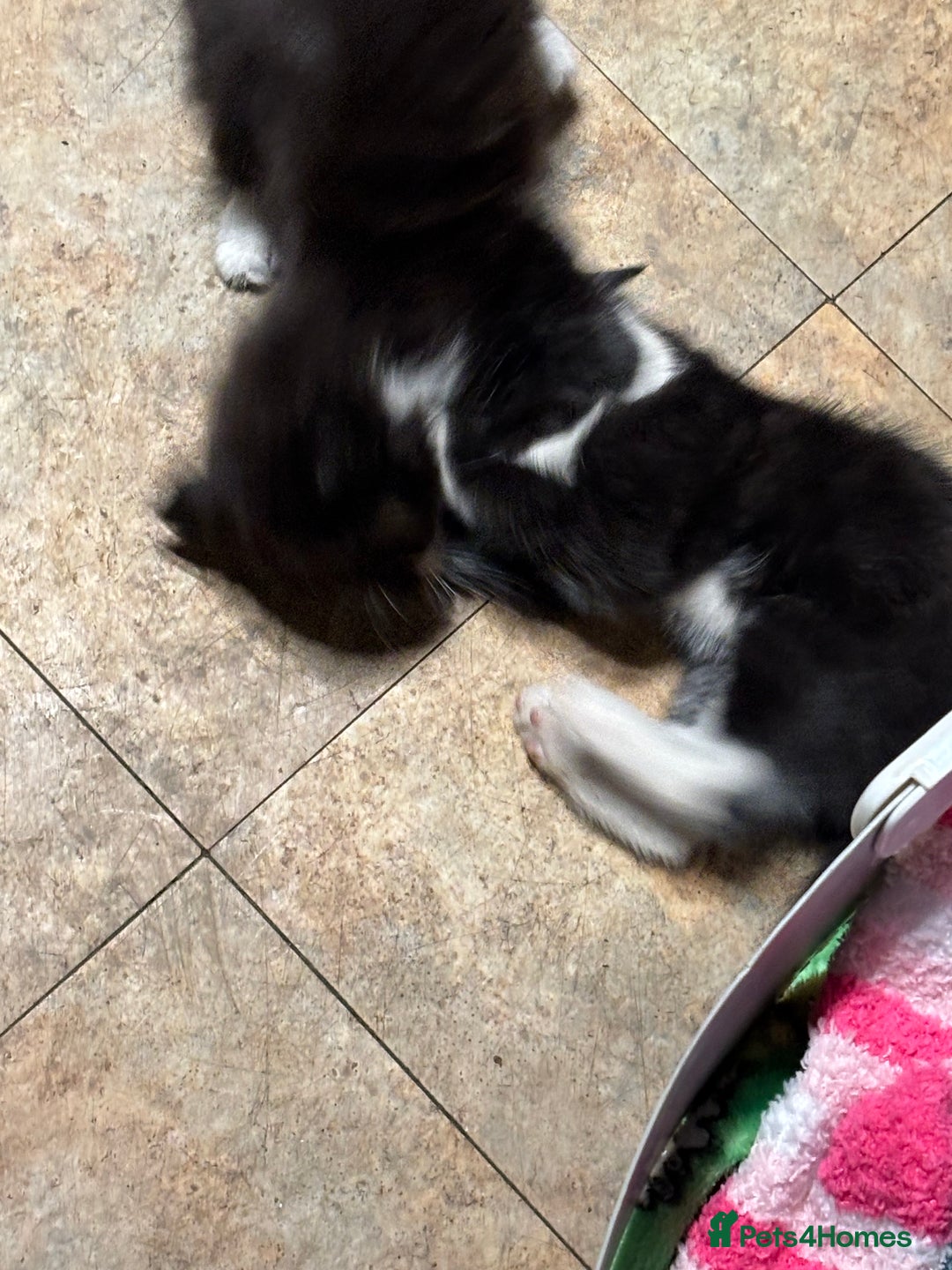 Mixed Breed cats for sale: 8 beautiful kittens mixed colours  - Advert 10