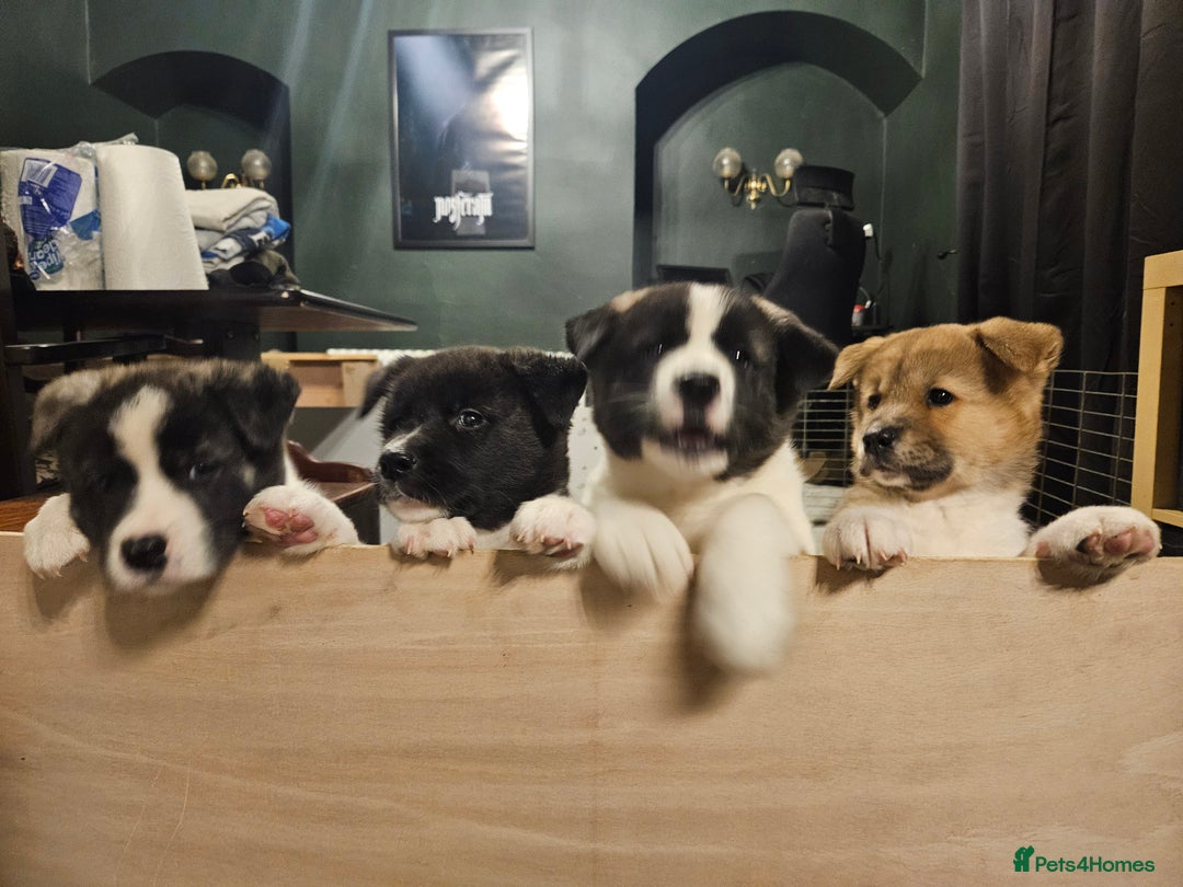 Akita dogs for sale: Beautiful Akita puppies - Advert 17