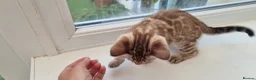 Bengal cats for sale: STUNNING LITTER OF TICA MINK BENGAL KITTENS.  - Advert 4