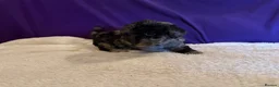 Toy Poodle dogs for sale: GORGEOUS Toy Poodles, DNA health tested parents  - Advert 12