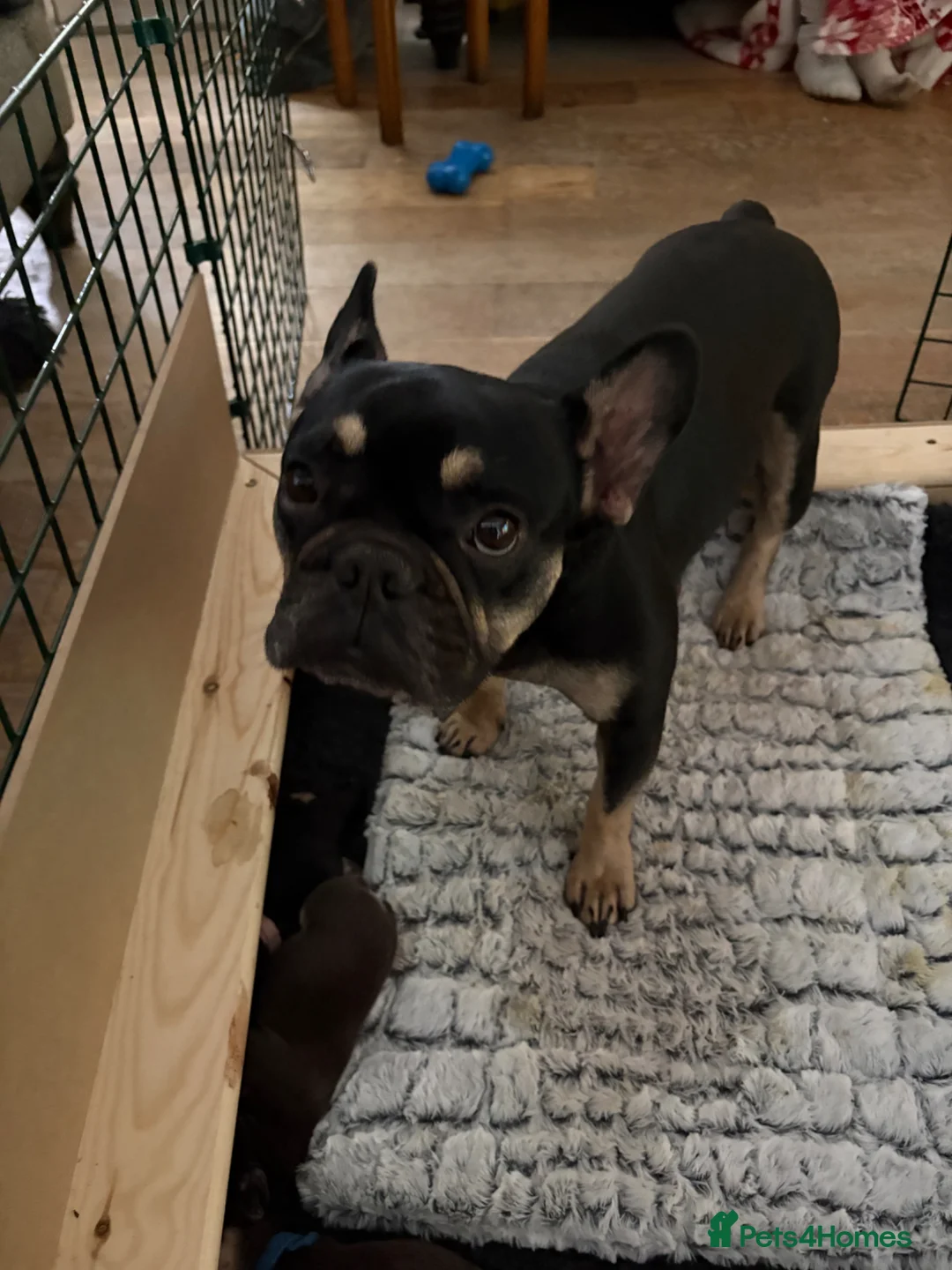 French Bulldog dogs for sale: Gorgeous French Bulldog Pups in Currie - Advert 1