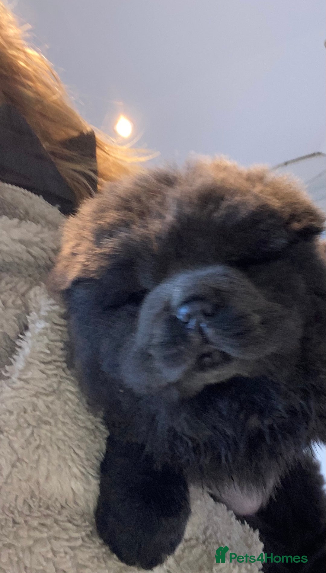 Chow Chow dogs for sale: Stunning Chow chow pups ready for new homes  - Advert 5