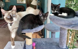 Mixed Breed cats for sale: female black white kitten for sale - Image 7