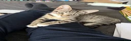 Mixed Breed cats for sale: Two Beautiful Grey Tabby Kittens For Sale - Advert 1