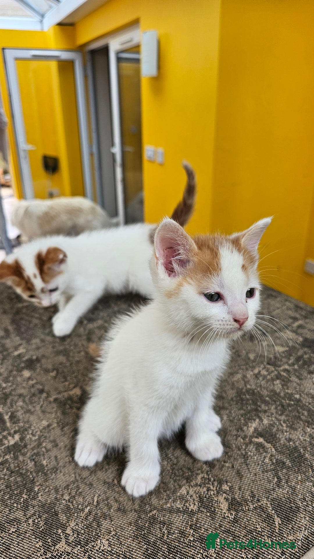 Mixed Breed cats for sale: Beautiful kittens for sale - Image 9