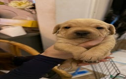 Mixed Breed dogs for sale:  Healthy Cavapoo x French Velvet Bulldog Puppies - Image 1