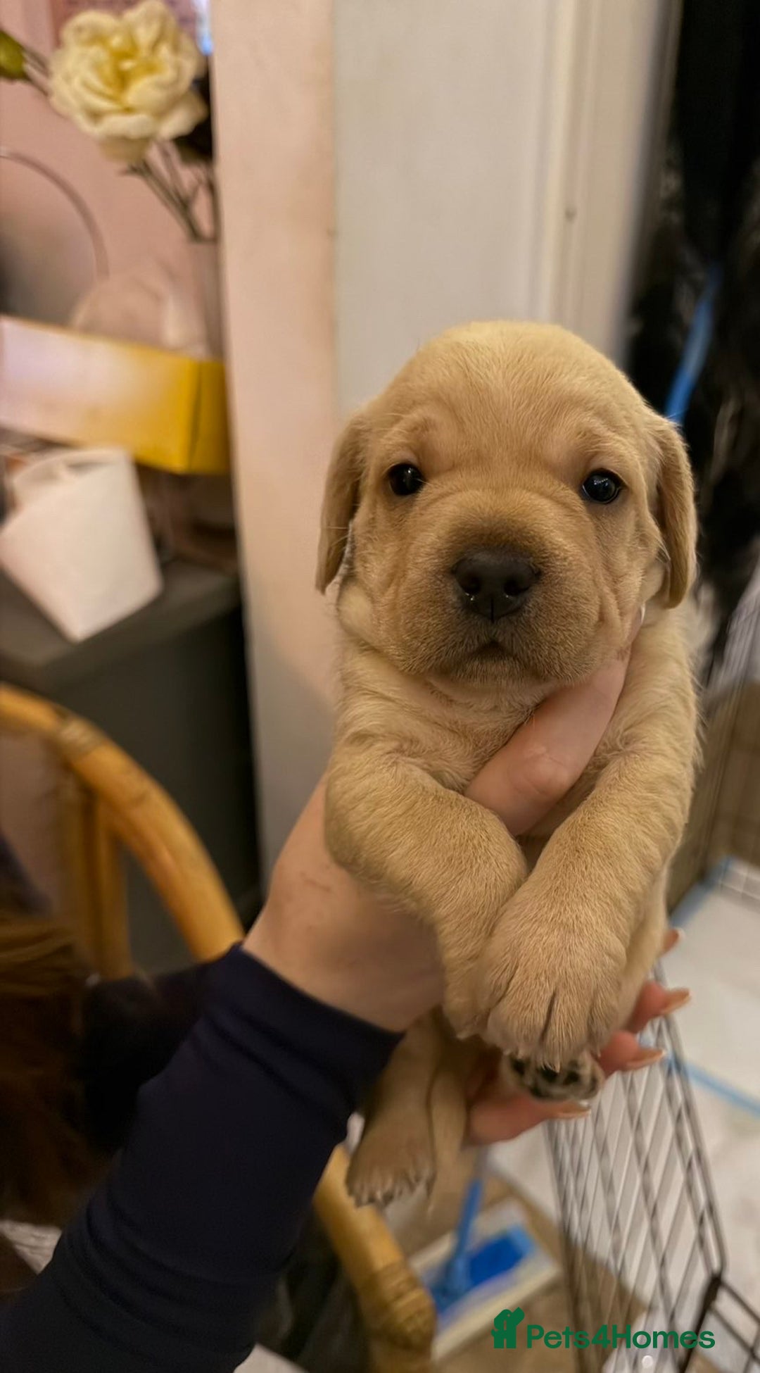 Mixed Breed dogs for sale:  Healthy Cavapoo x French Velvet Bulldog Puppies - Image 1