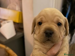 Mixed Breed dogs - Advert 20
