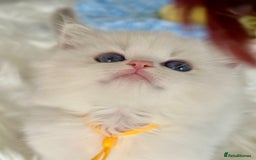 Ragdoll cats for sale: Beautiful pedigree kittens, show quality 💎❤️💎 - Image 23