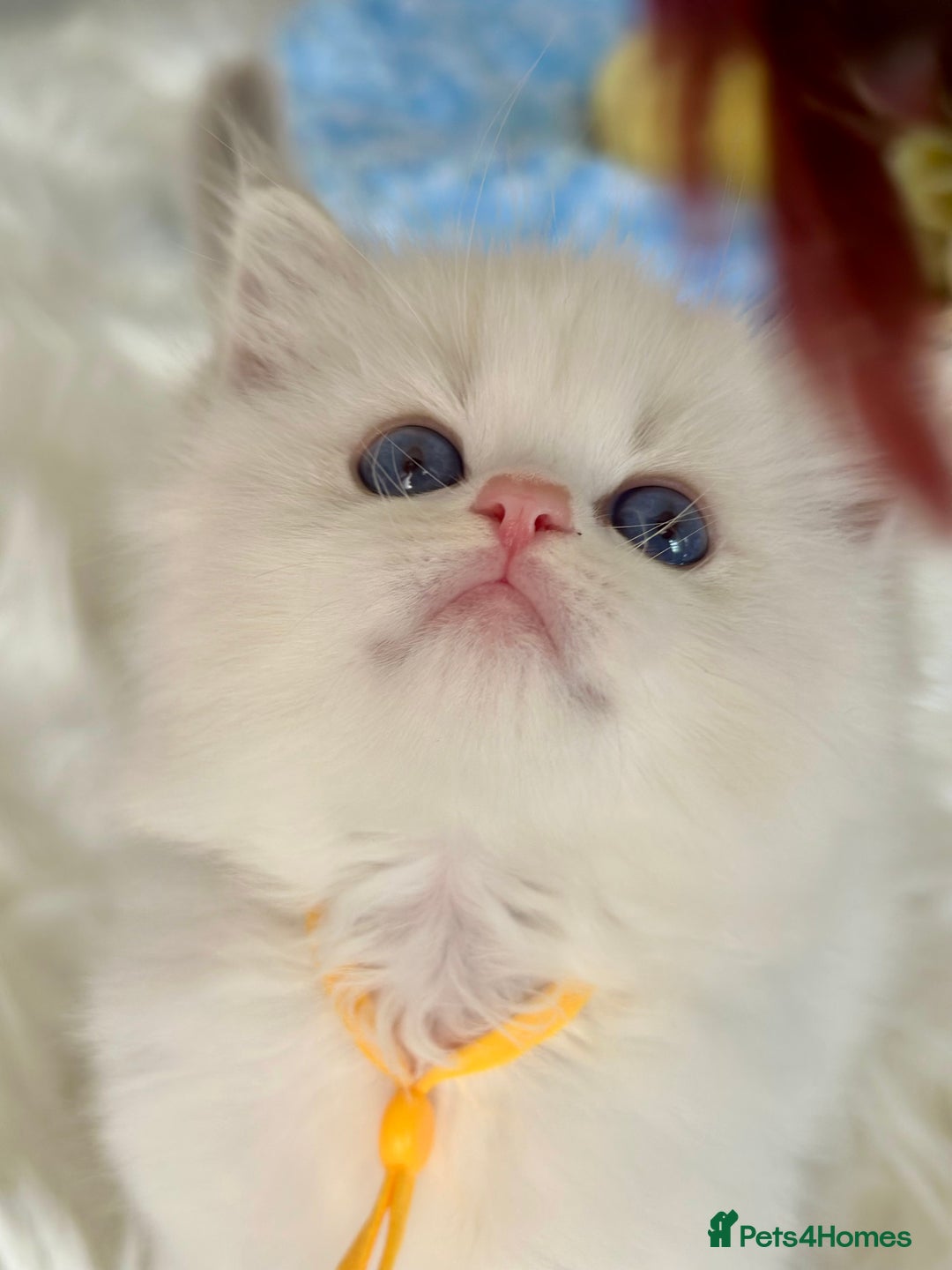 Ragdoll cats for sale: Beautiful pedigree kittens, show quality 💎❤️💎 - Image 23