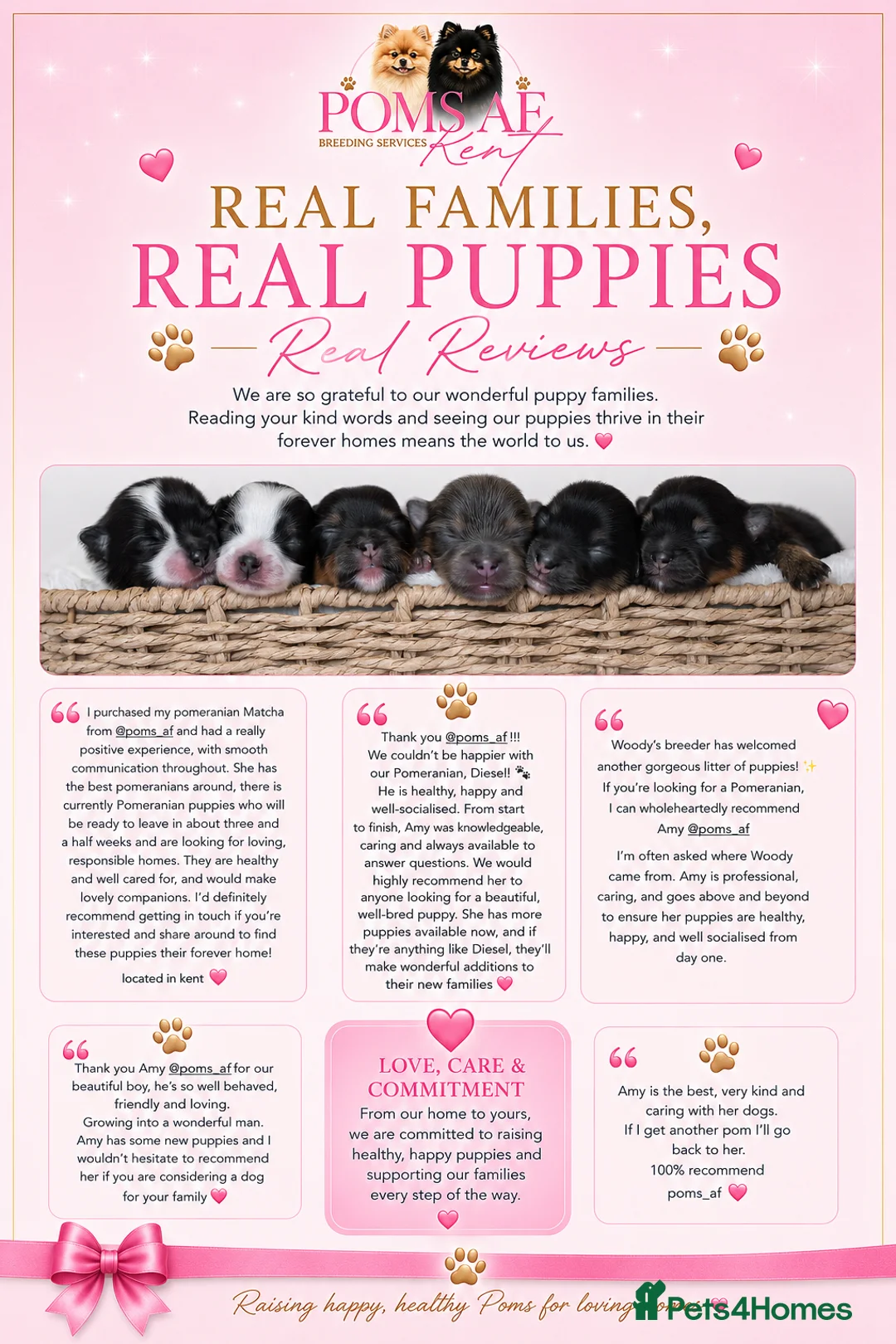 Pomeranian dogs for sale: KC Reg Pomeranians🐾Rare Colours🐾Licensed Breeder - Advert 2
