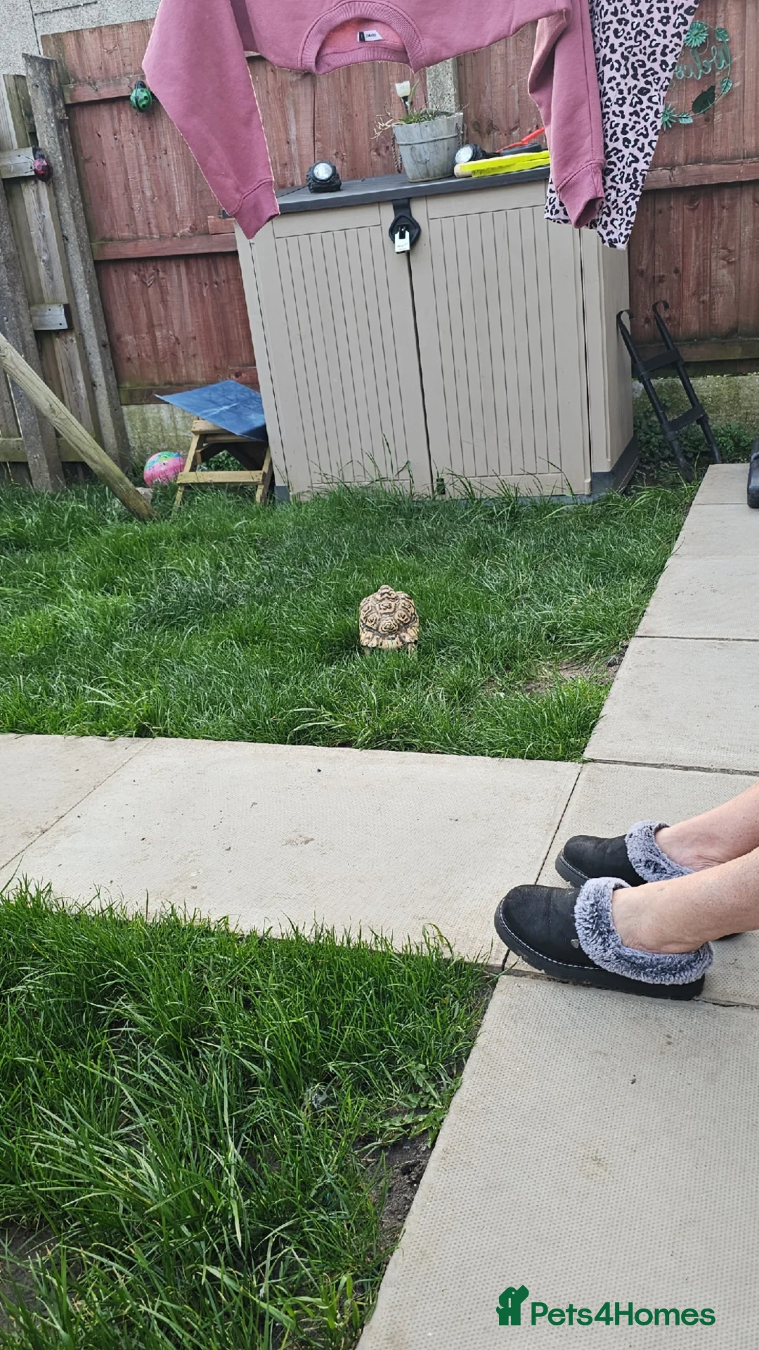 Tortoise reptiles for sale: Leapord tortoise  - Advert 2