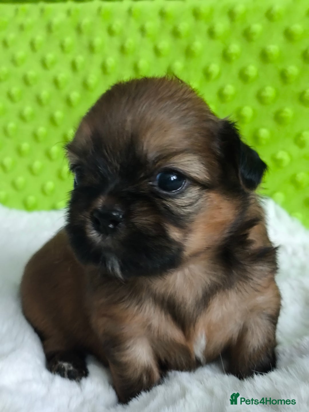 Shih Tzu dogs for sale: SHIH TZU STANDARD - PURE BREED  - Advert 3