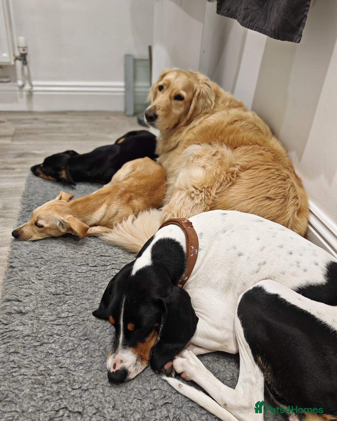 Mixed Breed dogs for adoption: Brooke & Nina are looking for a home together. - Image 7