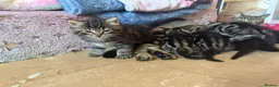 Domestic Shorthair cats for sale: ONLY 2 LEFT - 6 gorgeous tabby / black kittens  - Advert 3