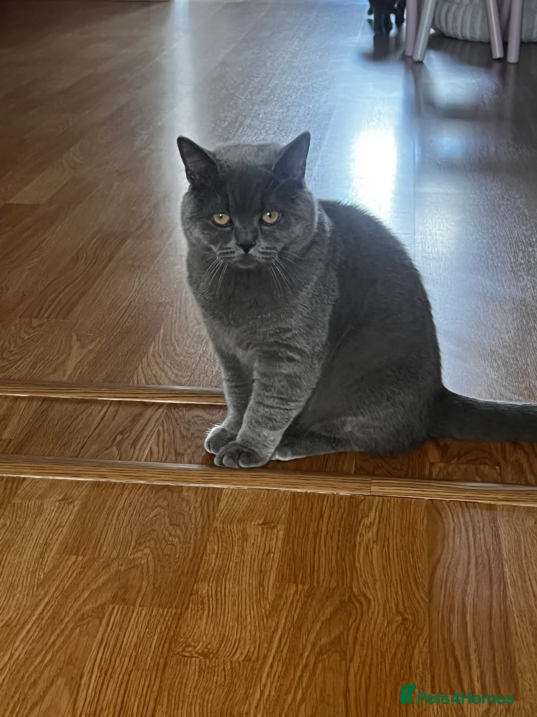 British Shorthair cats for sale: British Short hair - 2 males, 6 months - Advert 9