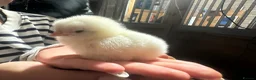 Mixed Breed poultry for sale: Day olds mixed white leghorn and Orpington  - Advert 9