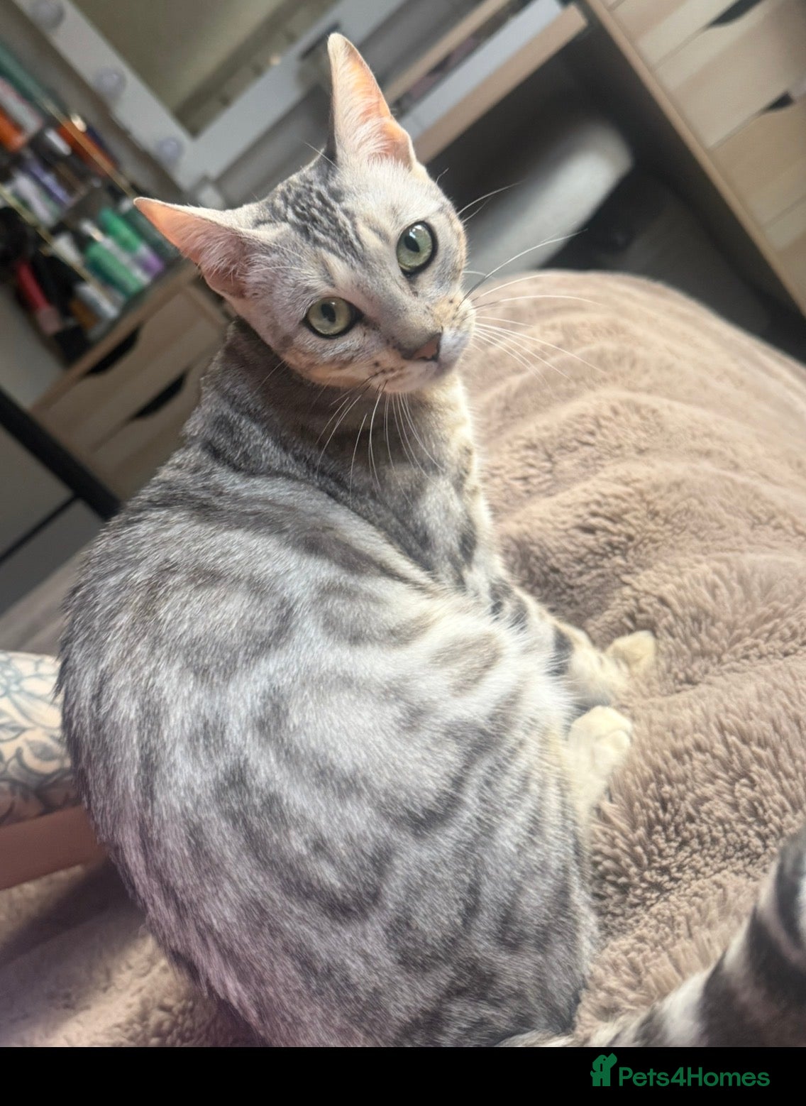 Bengal cats 8 month old Bengal female kitten for sale - Advert 2