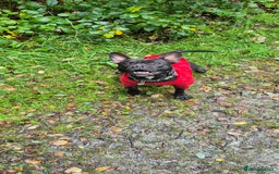 Mixed Breed dogs for sale: Male Fraffie For Sale - Image 3