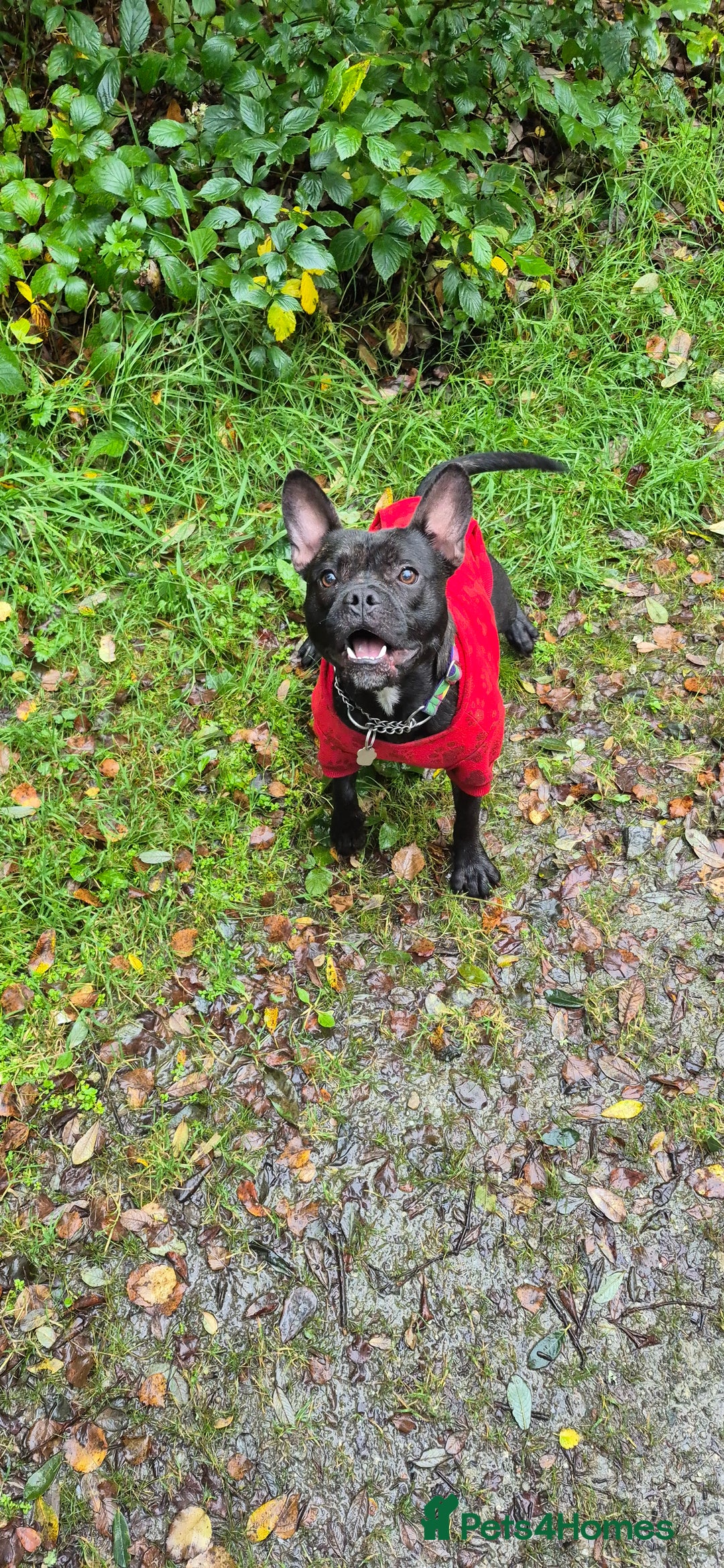 Mixed Breed dogs for sale: Male Fraffie For Sale - Image 3