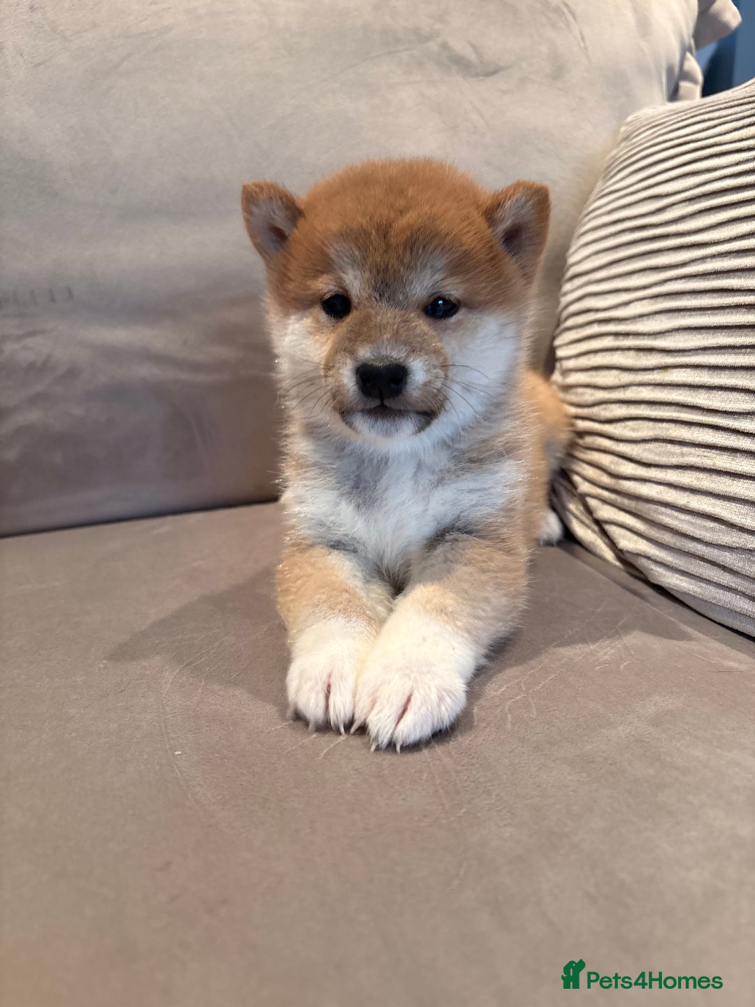 Japanese Shiba Inu dogs for sale: Health Tested Japanese Shiba Inu Puppies  - Image 7