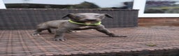 Whippet dogs for sale: KC registered Whippet pups - Advert 14