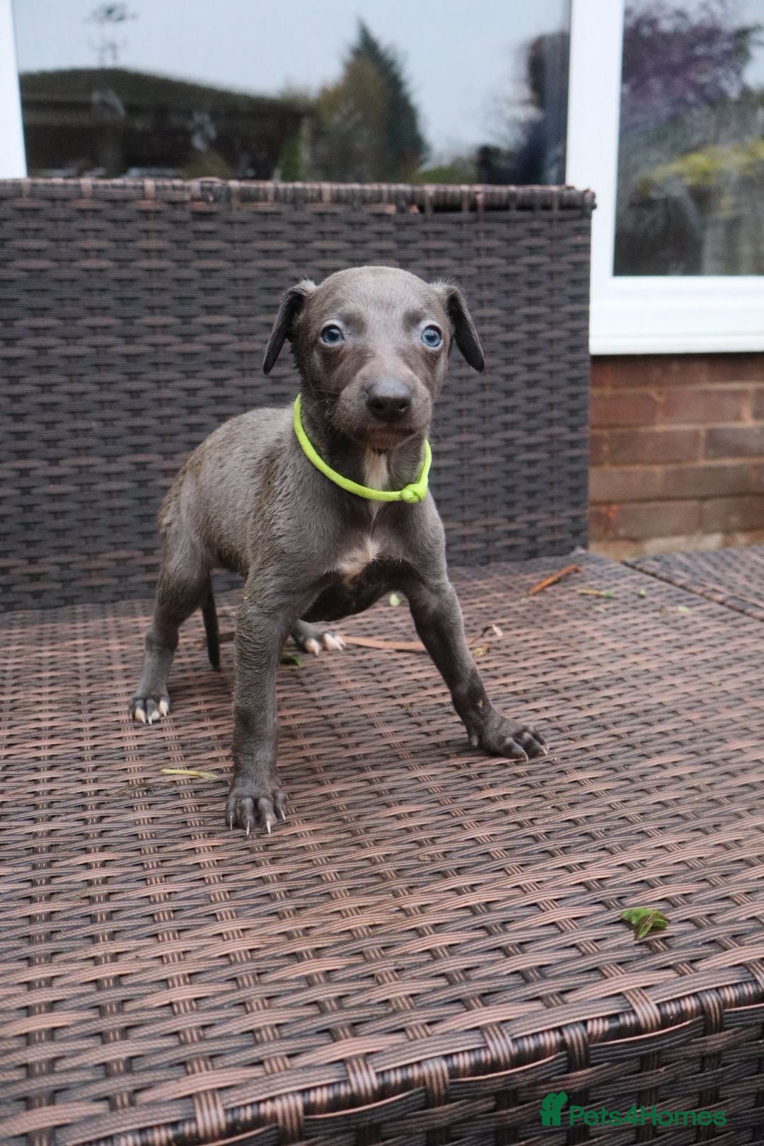 Whippet dogs for sale: KC registered Whippet pups - Advert 14