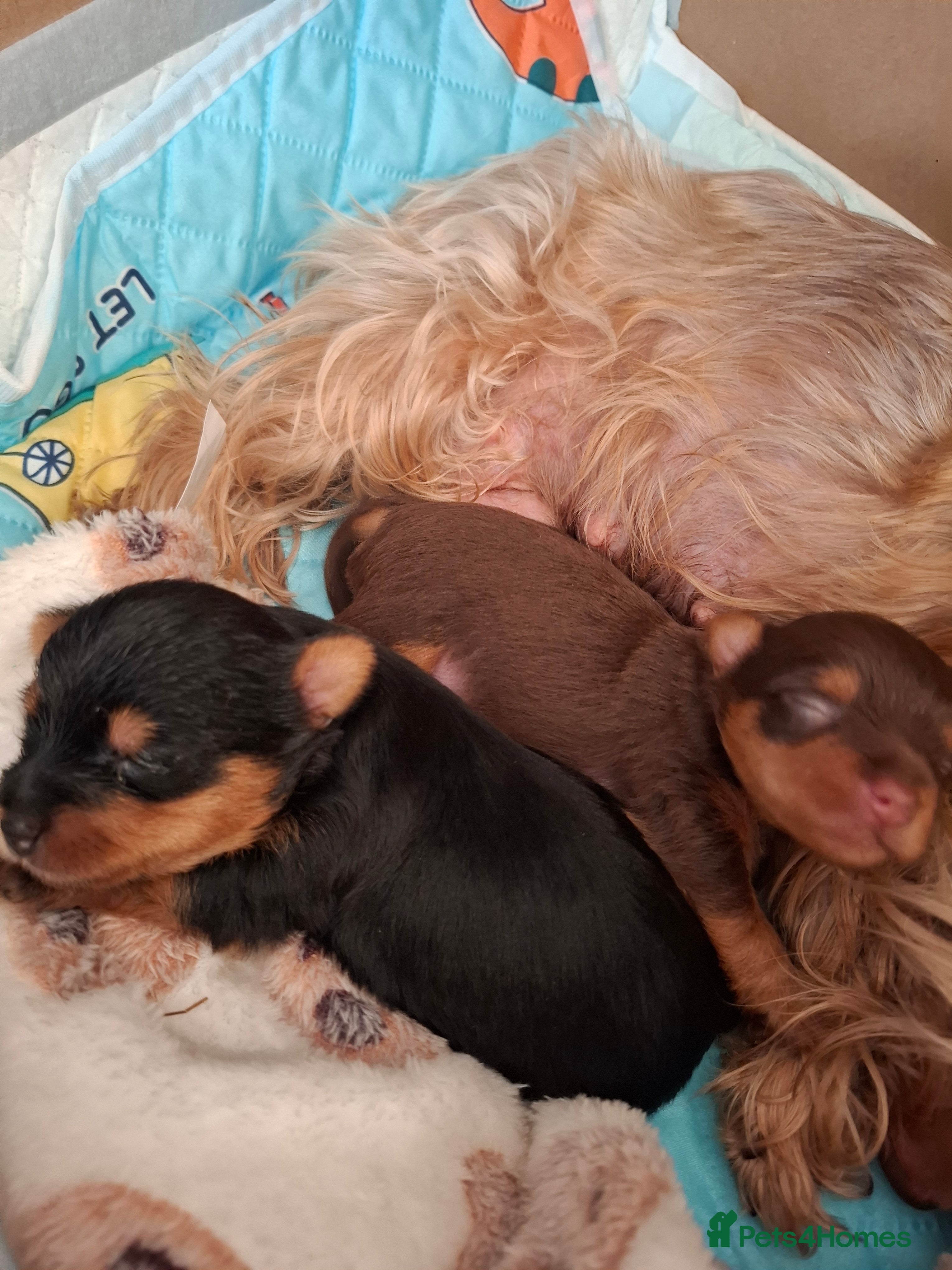 Yorkshire Terrier dogs Charming Yorkshire Terrier Puppies - Advert 2