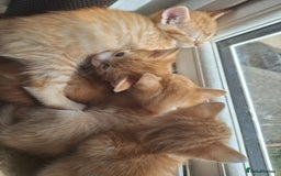 Mixed Breed cats for sale: Kittens ready for forever home - Image 6