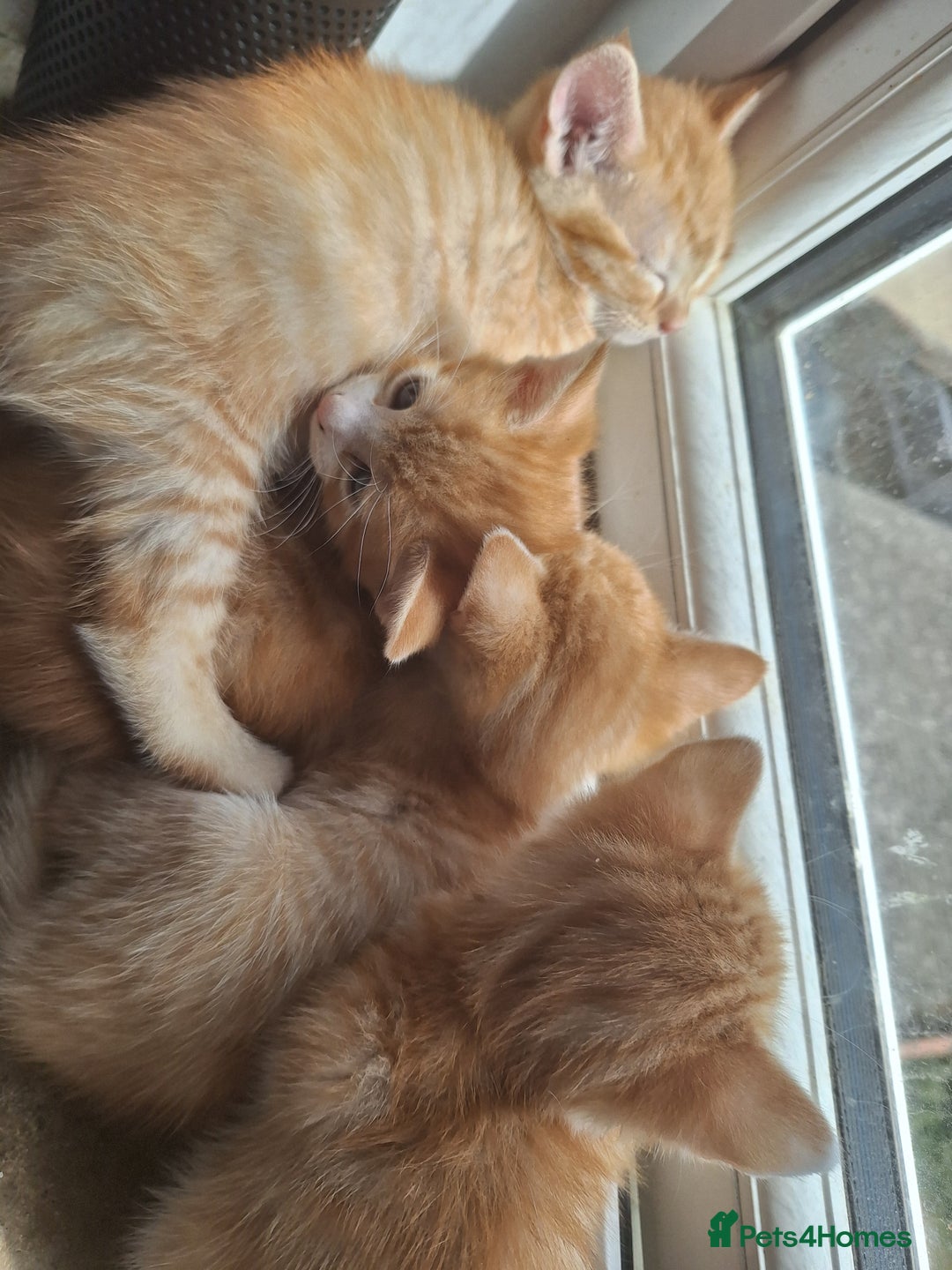 Mixed Breed cats for sale: Kittens ready for forever home - Image 6