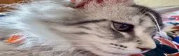 Maine Coon cats for sale: Beautiful Maine Coon Sisters Ready Now 🐾 - Advert 1