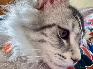 Maine Coon cats Beautiful Maine Coon Sisters Ready Now 🐾 - Advert 12