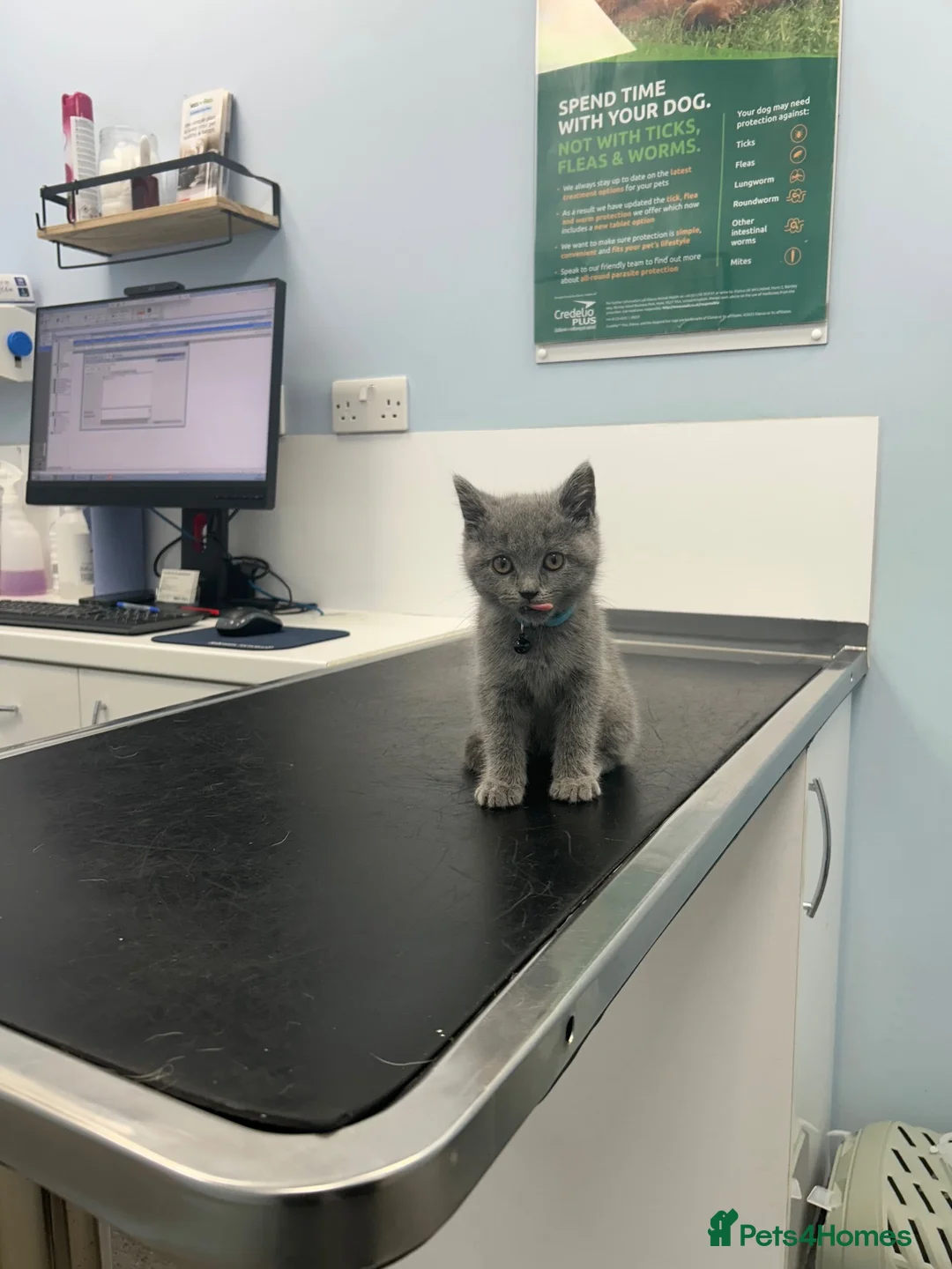 British Shorthair cats for sale: Male British Short Hair - 10 weeks in West Bromwich - Advert 1