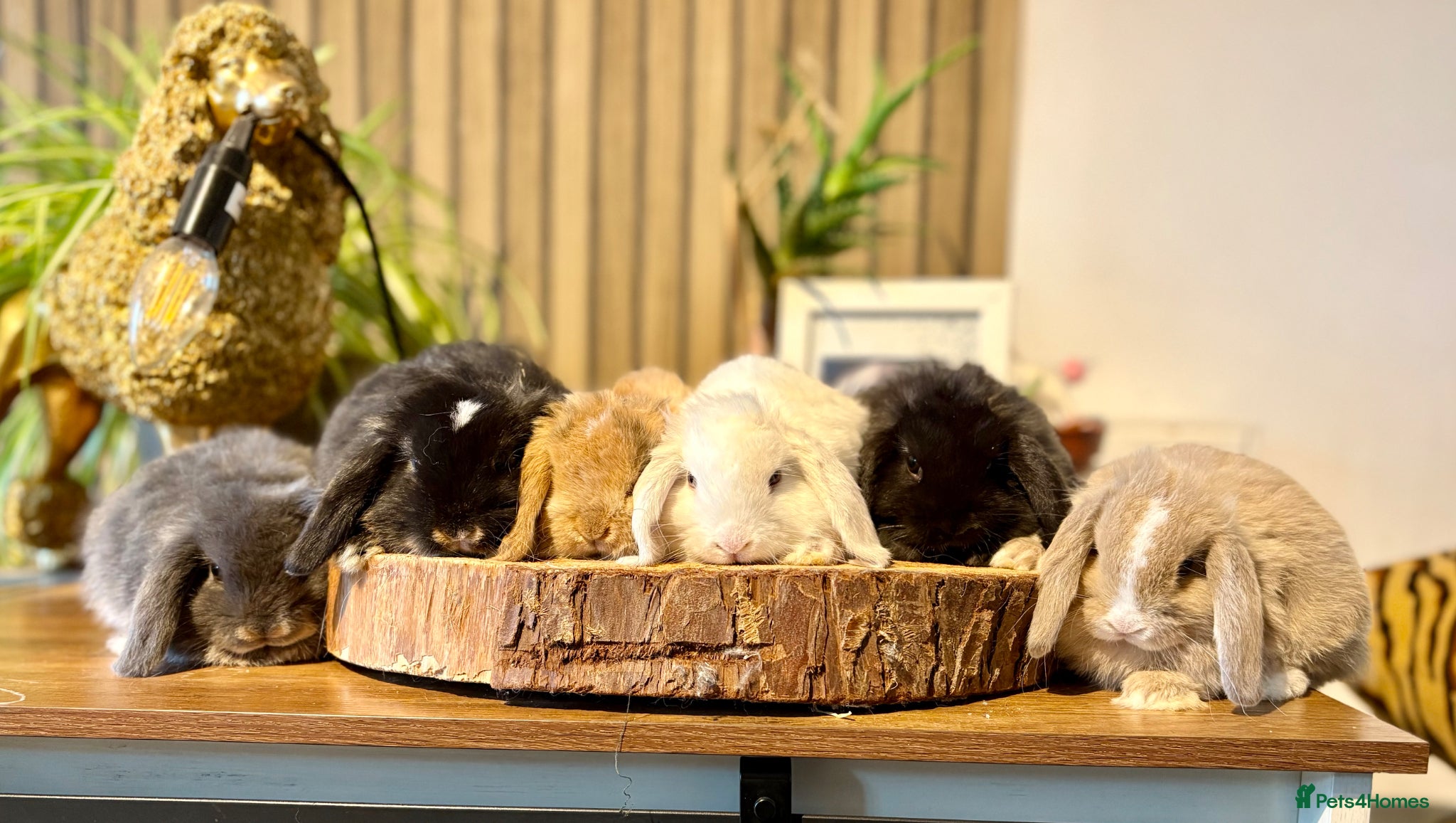 Mini Lop rabbits for sale: Mini Lop Girls looking for loving homes - Advert 1