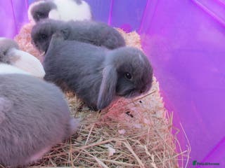 Mini Lop rabbits Baby Mini Lops - Advert 1
