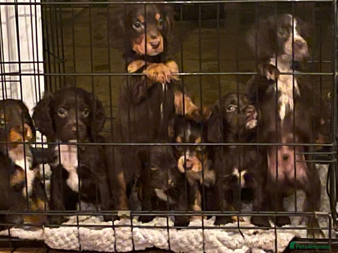 Cocker Spaniel dogs for stud: Cocker for stud in Polegate - Advert 10