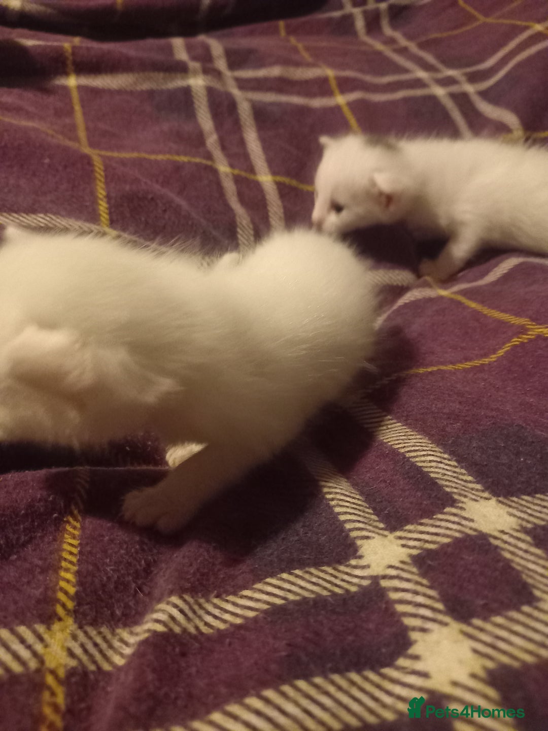 Bengal cats for sale: 7 week old kittens  - Image 2