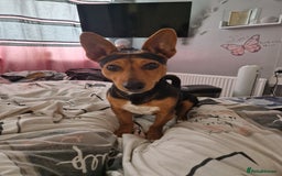 Jack Russell dogs for stud: For stud - Image 1