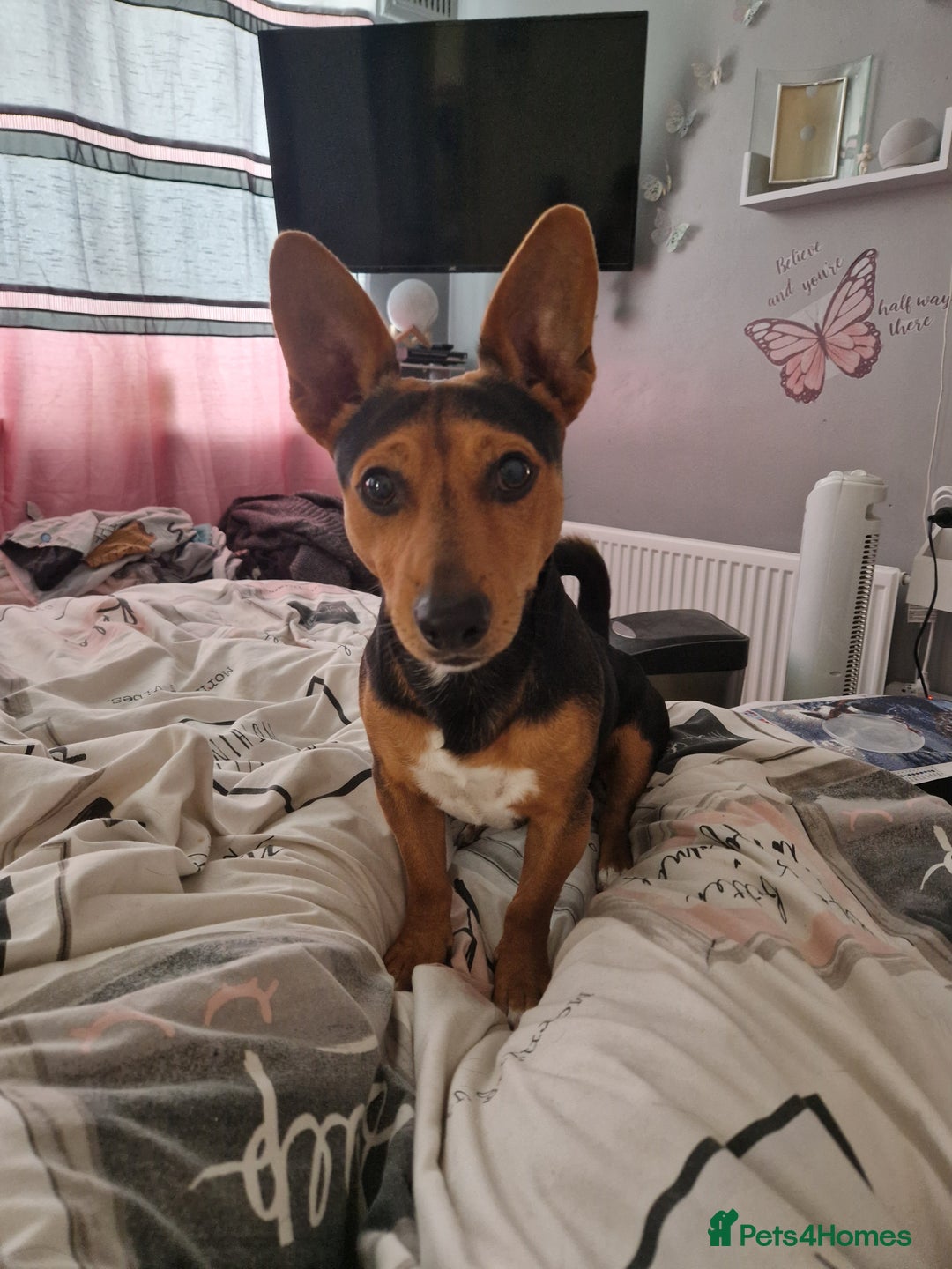Jack Russell dogs for stud: For stud - Image 1