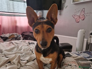 Jack Russell dogs - Advert 15