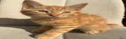 Mixed Breed cats for sale: Gorgeous ginger kittens - Advert 3