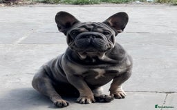 French Bulldog dogs for sale: Blue and tan merle french bulldogs - Image 9