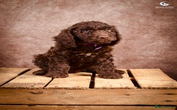 Cockapoo dogs for sale: **Ready Now**Miniature F1B Cockapoos  - Image 13