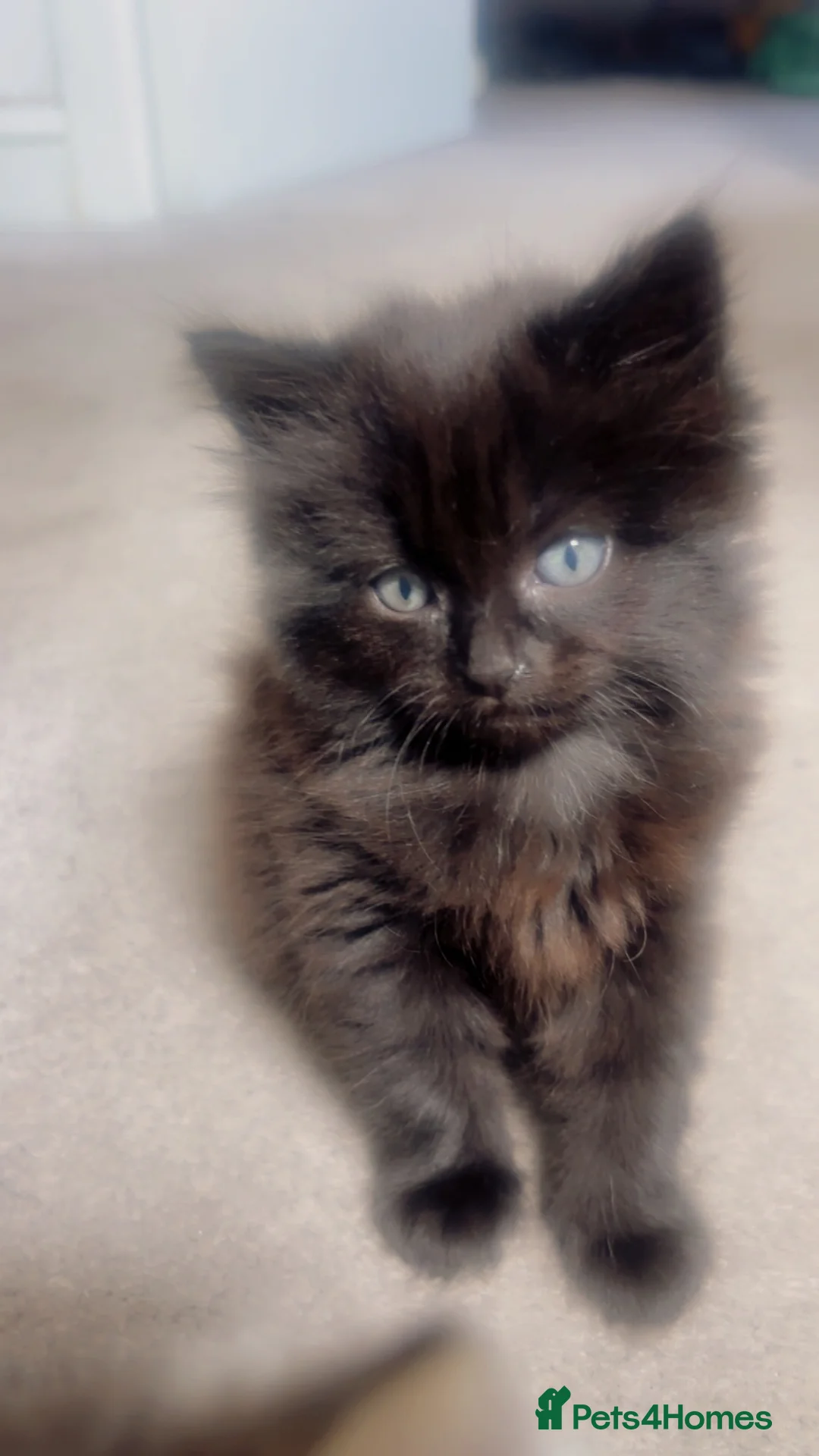 Mixed Breed cats for sale: Beautiful kitten for sale  - Advert 1