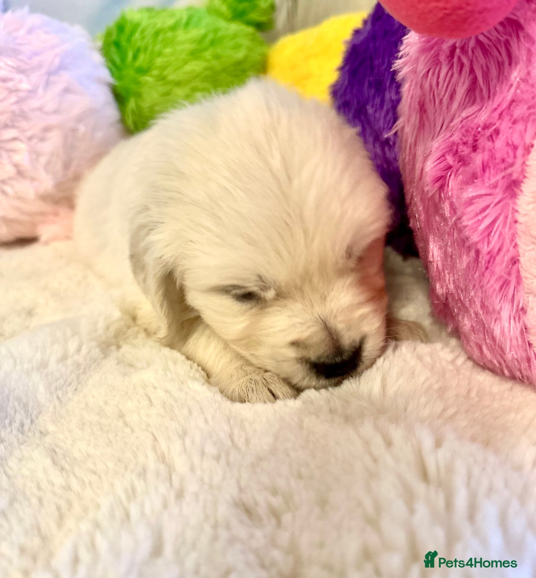 Golden Retriever dogs for sale: Outstanding Champion Lines KC Registered - Advert 11