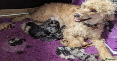 Australian Labradoodle dogs - Advert 13