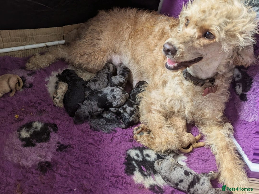 Australian Labradoodle dogs for sale: Adorable Miniature Australian Labradoodle Puppies - Image 2