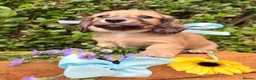 Miniature Dachshund dogs for sale: Long haired miniature dachshunds  - Advert 11