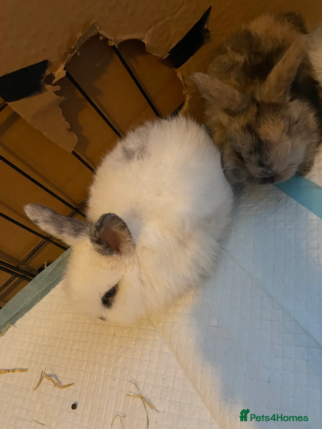 Mini Lion Lop rabbits for sale: 4 baby bunnies - Advert 6